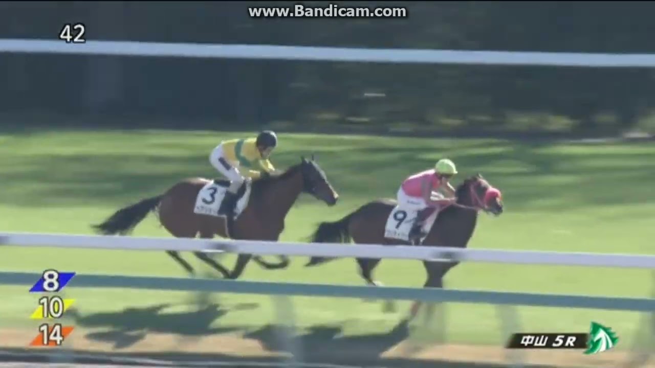 ヴィヴァラリス　2歳新馬