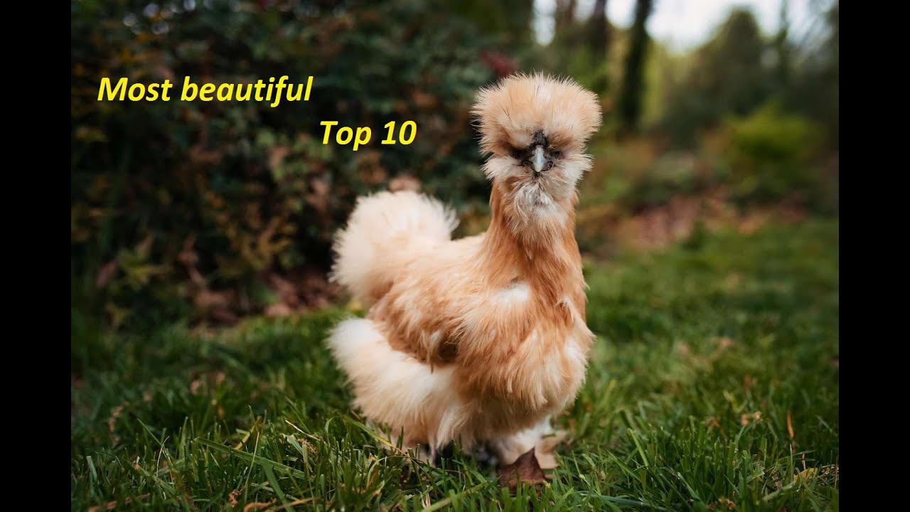 Top 10 Most beautiful Chicken Breeds