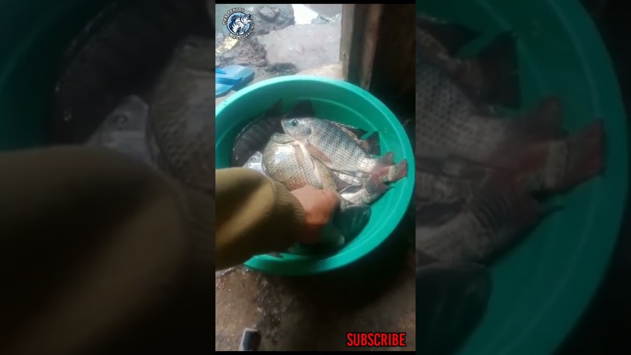 Tess essen katilayu original lumayan gacor umpan lumut #mancingmania #nila#short