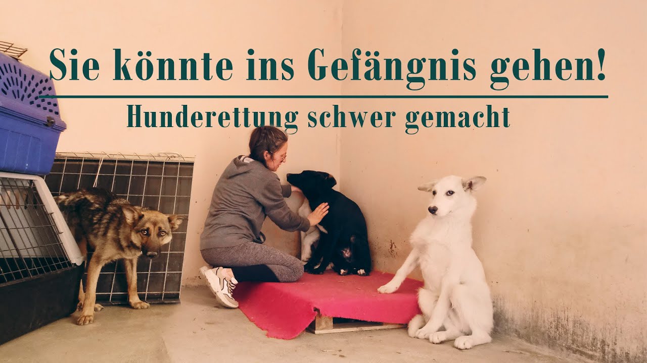 Die Wahrheit über Hunderettung in Portugal - Reportage über Tierhilfe Hoffnungspfoten e.V.
