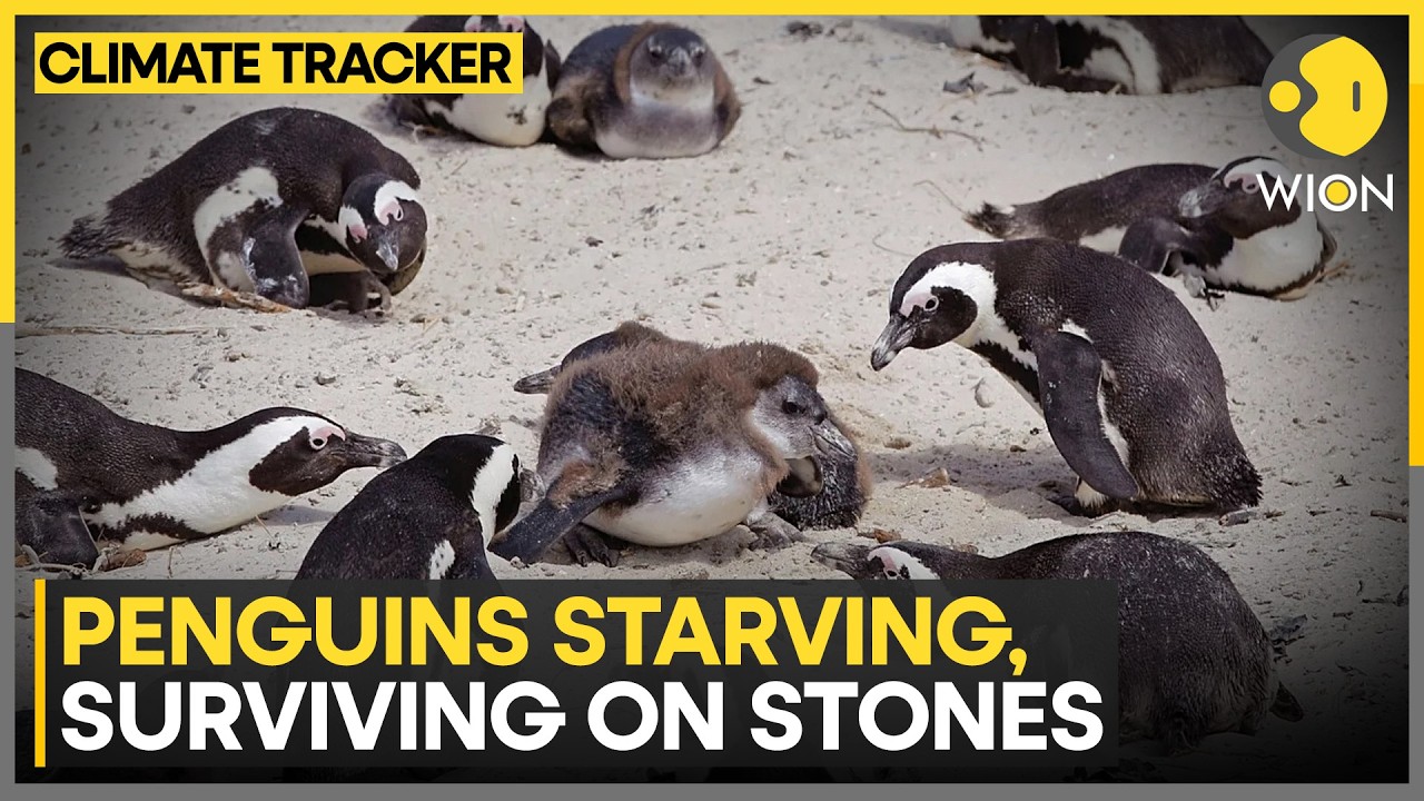 Penguins Starving Toward Extinction as Food Scarcity Devastates South Africa Colonies | WION