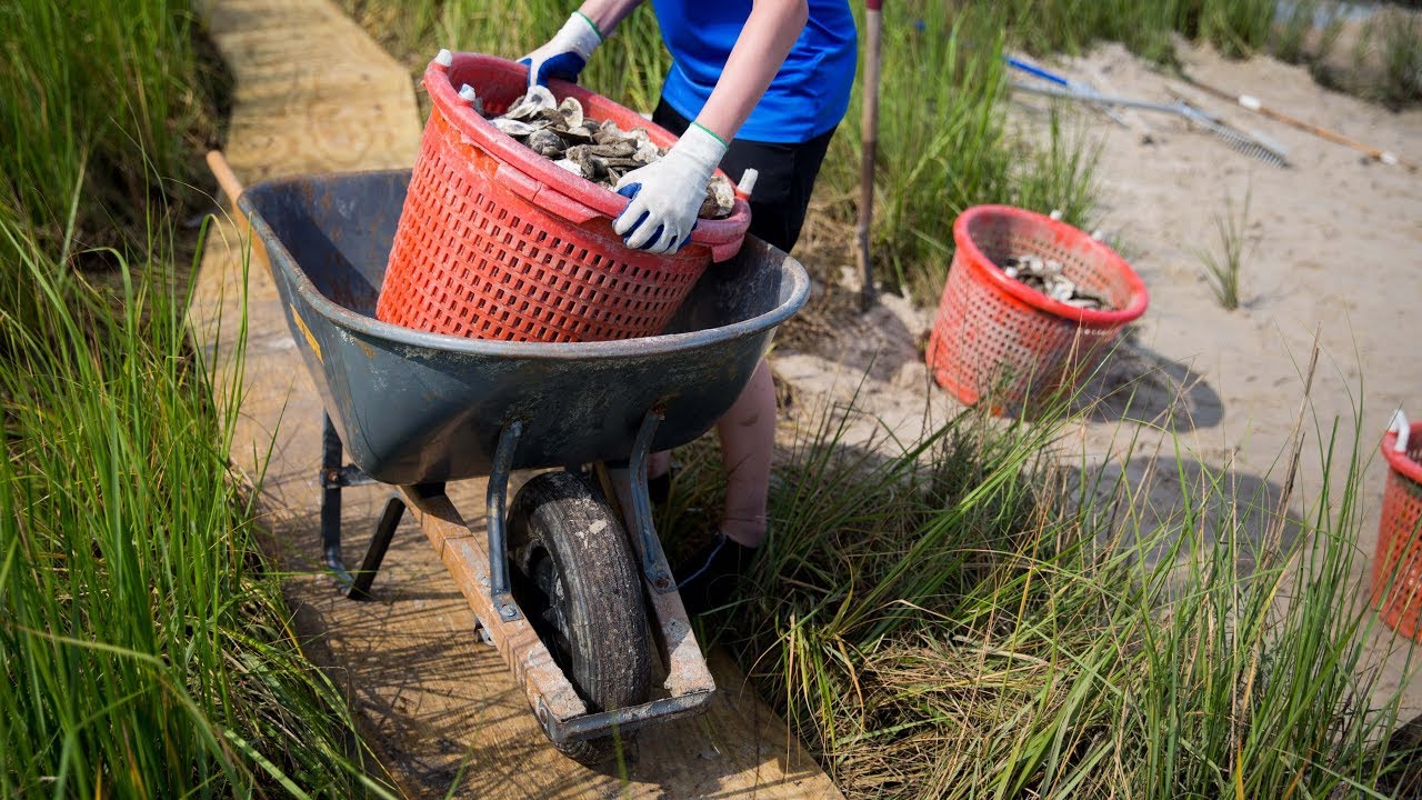 Elizabeth River Restoration