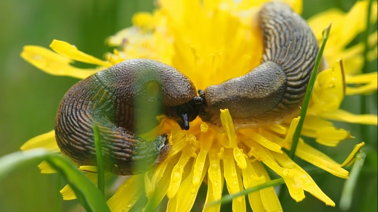 In The Eye Of The Slug