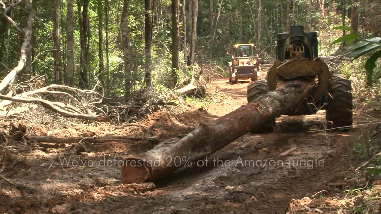 Why is the Amazon rainforest dying?