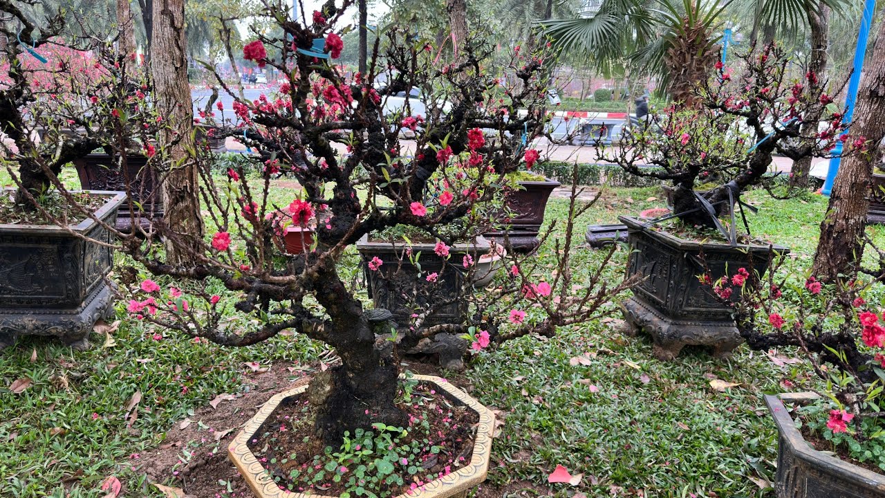 3 TRIỆU QUÁ RẺ CHO BÀ CON CHƠI TẾT