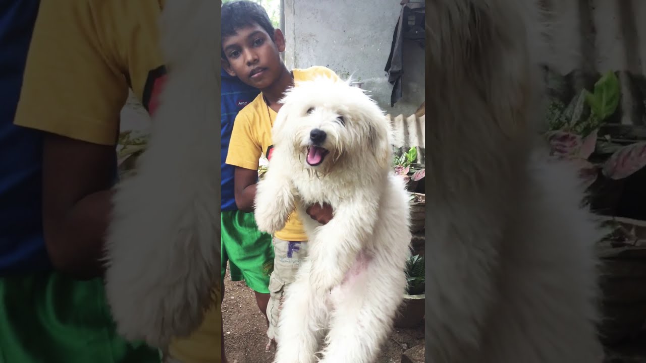 Terrier Sri Lanka - My Name is OLI ❤️
