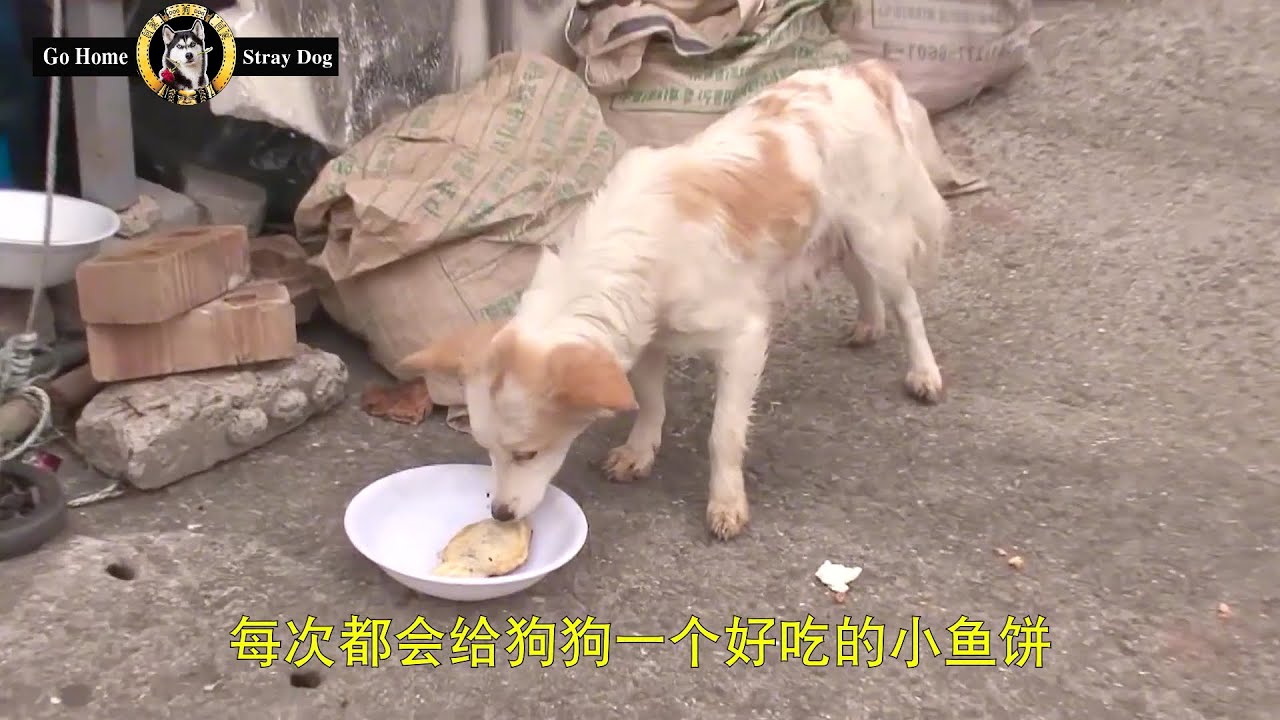 狗狗每天討要小魚餅，自己卻不吃，究其緣由結果讓人淚目
