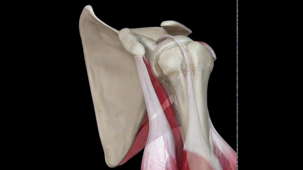 Shoulder SLAP Lesion Anatomy &ndash; Animation