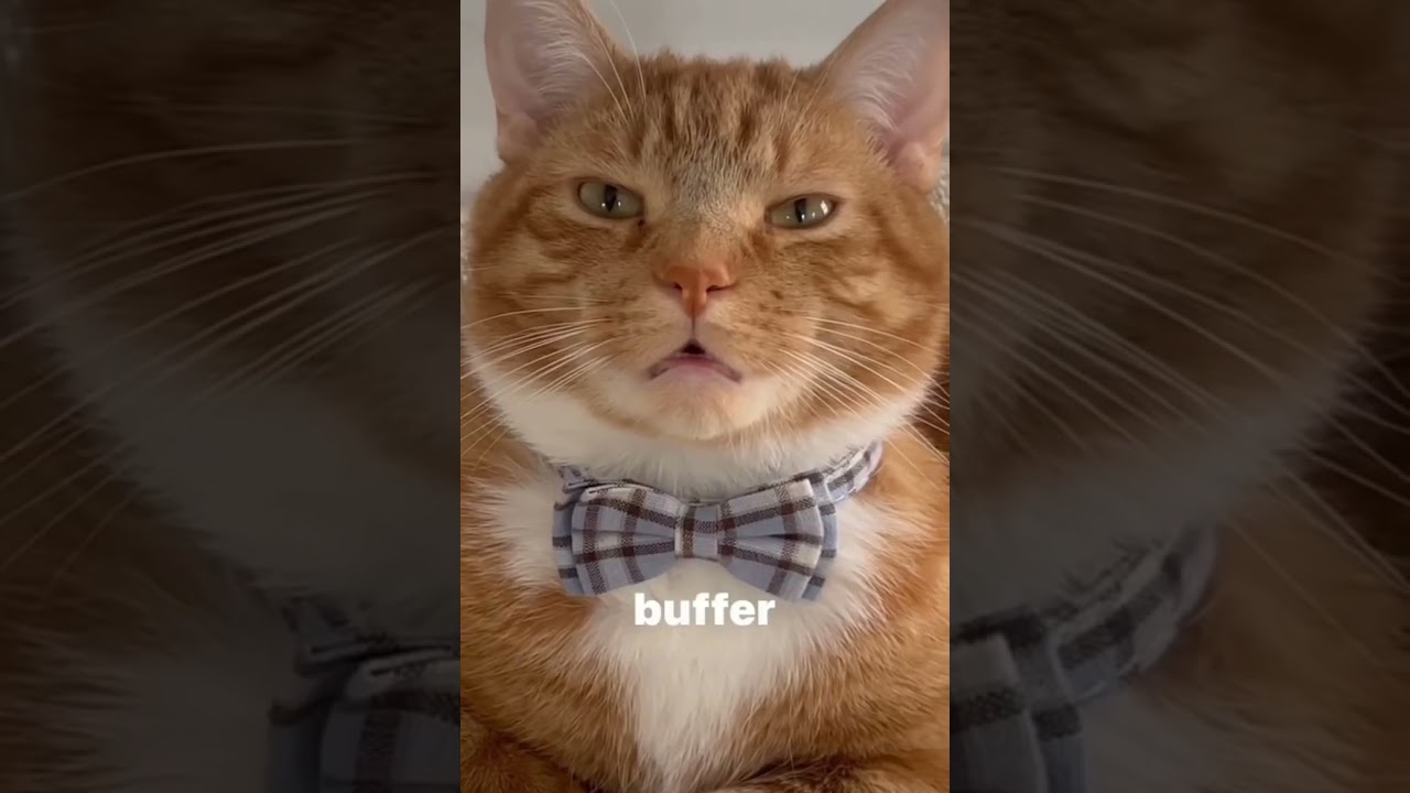 A day in the life of Kona 😻 #cats #cute #videos