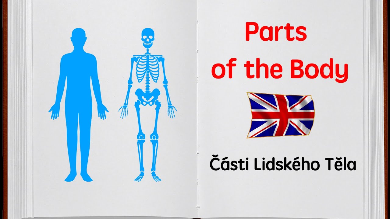 Části lidského těla. Parts of the body. Angličtina