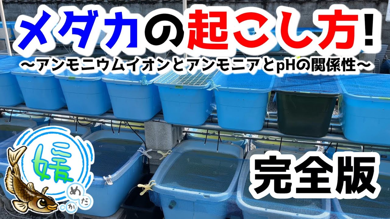 メダカの起こし方～越冬中のアンモニウムイオンの蓄積とアンモニアとpHの関係性～【媛めだか/NH4とNH3】