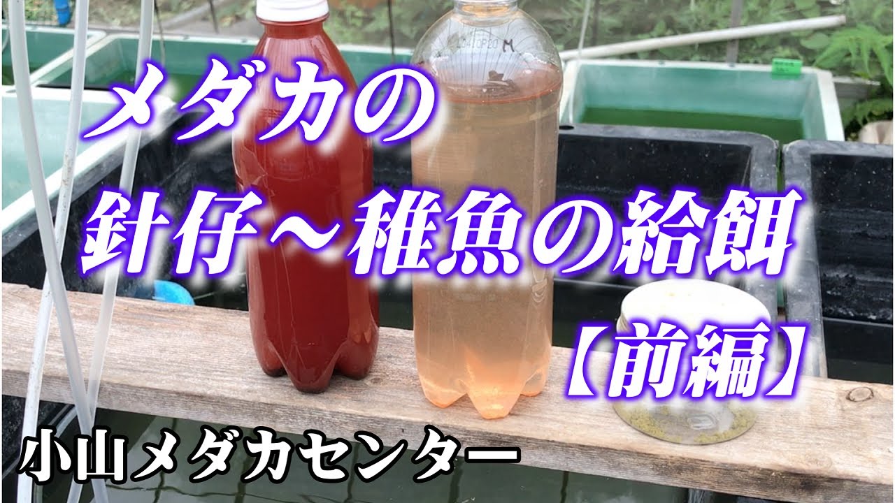 メダカの針仔～稚魚の給餌【前編】（2022年）