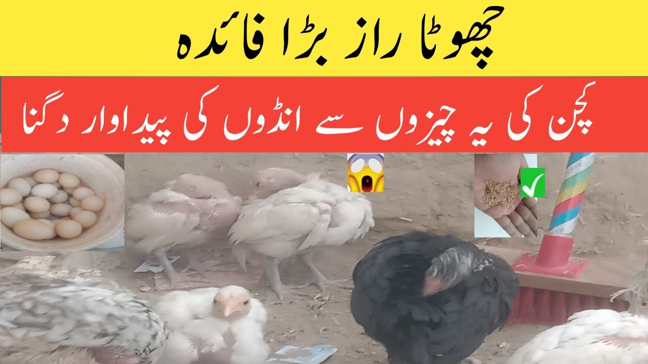 Poultry farmin Egg production 