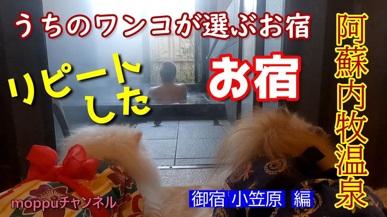 走るモップハウス【バンコン】が行く!!!うちのワンコが選ぶリピートお宿♪阿蘇内牧温泉　御宿小笠原　編