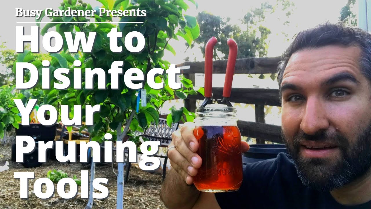 Don't Infect and KILL Your Plants with Disease! | How to Disinfect Your Garden Tools