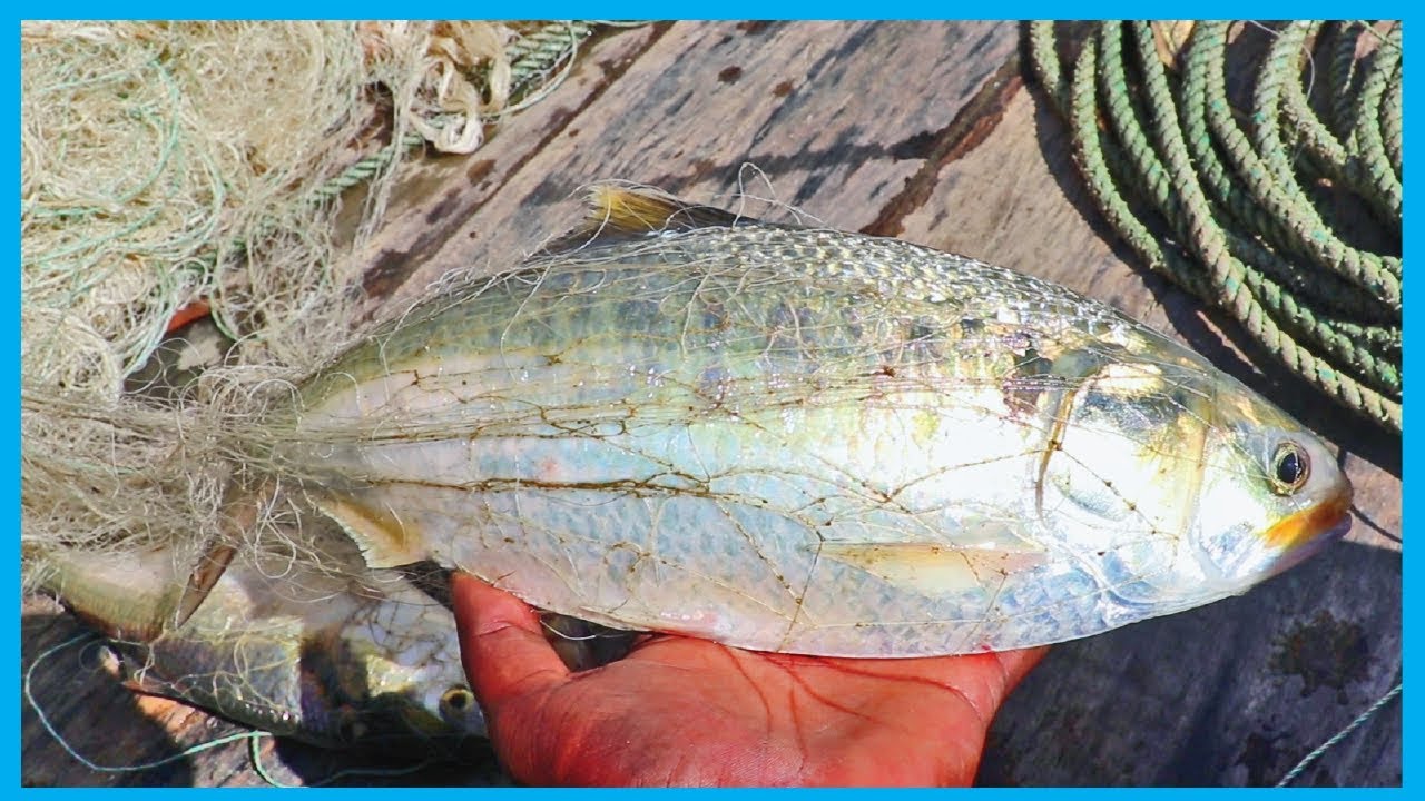 Amazing Fast Hilsa Fishing Skill (PART 85) - Catching Hilsa Fish Big in the River
