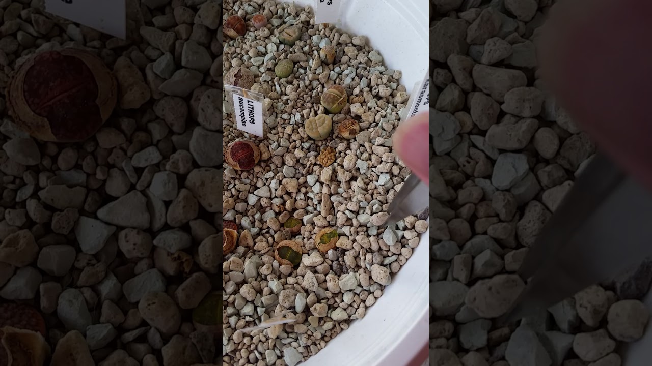 Lihops shedding their old leaves