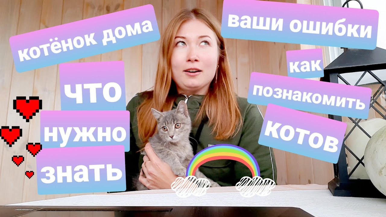 Как не совершить ошибку при появлении дома котёнка?! Жизнь с мейн-кунами