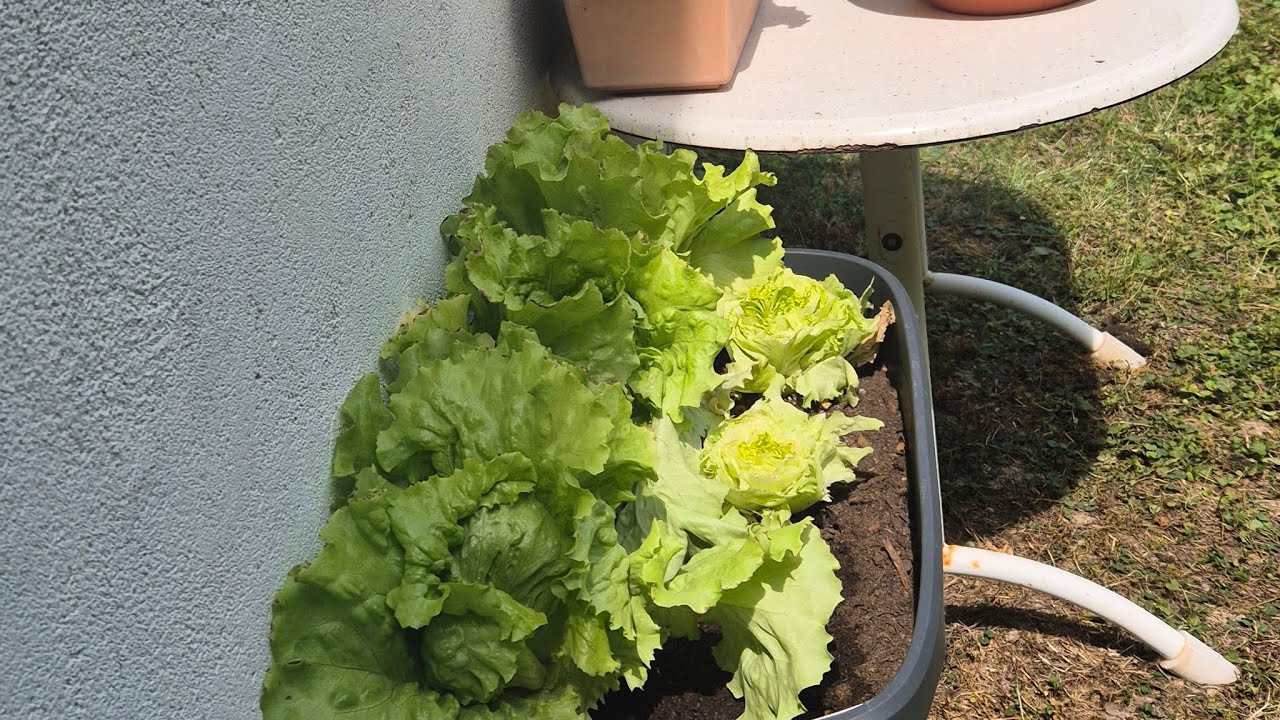 Cut and come again lettuce harvesting