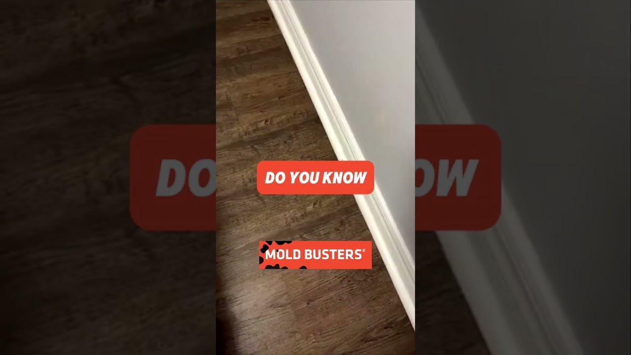 Mold In the Bedroom Free Virtual Inspection