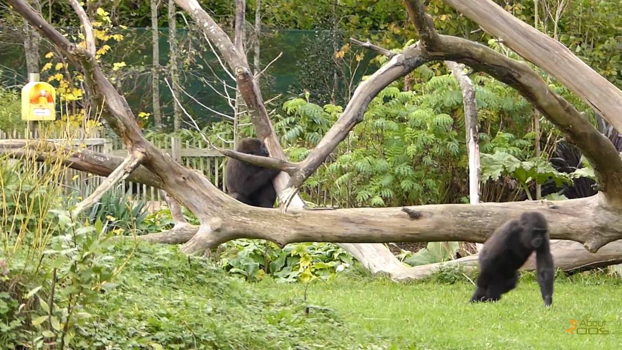 Gorillas and mangabeys enrich each other’s life at Dublin Zoo