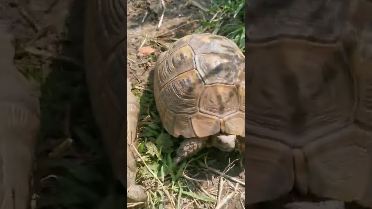 Testudo graeca ibera