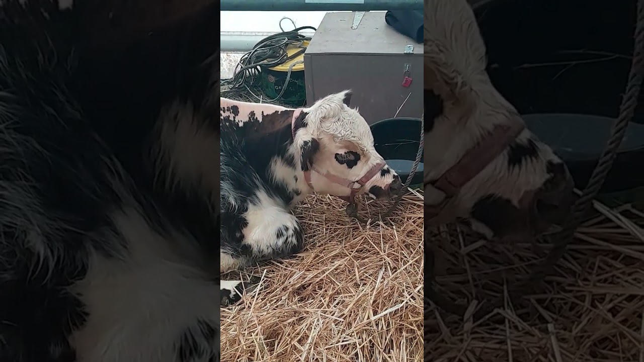 petite vache