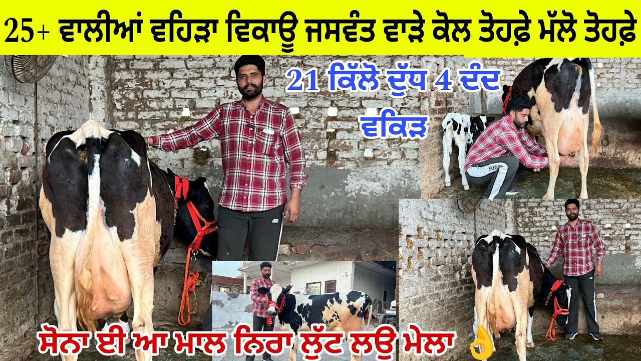 ਜਸਵੰਤ ਵਾੜਾ ਤੇਲੀਆ ਕੋਲ 2 ਵਹਿੜਾ 22-25+ ਦੁੱਧ ਵਾਲੀਆਂ ਤੋਹਫ਼ੇ ਲਿਆਉਂਦਾ ਮੁੰਡਾ/ ਅਲਗੋ ਕੋਠੀ/ ਤਰਨਤਾਰਨ 