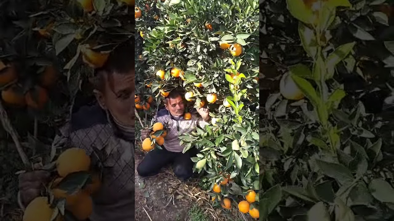 برتقال ابو سره ماشاءالله فواخر جوده عاليه