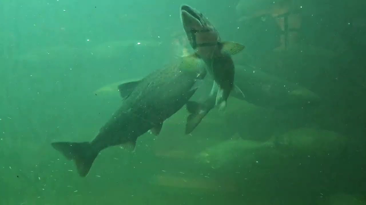 Ballard Locks walk to see Salmon in fish ladder - summer 2023