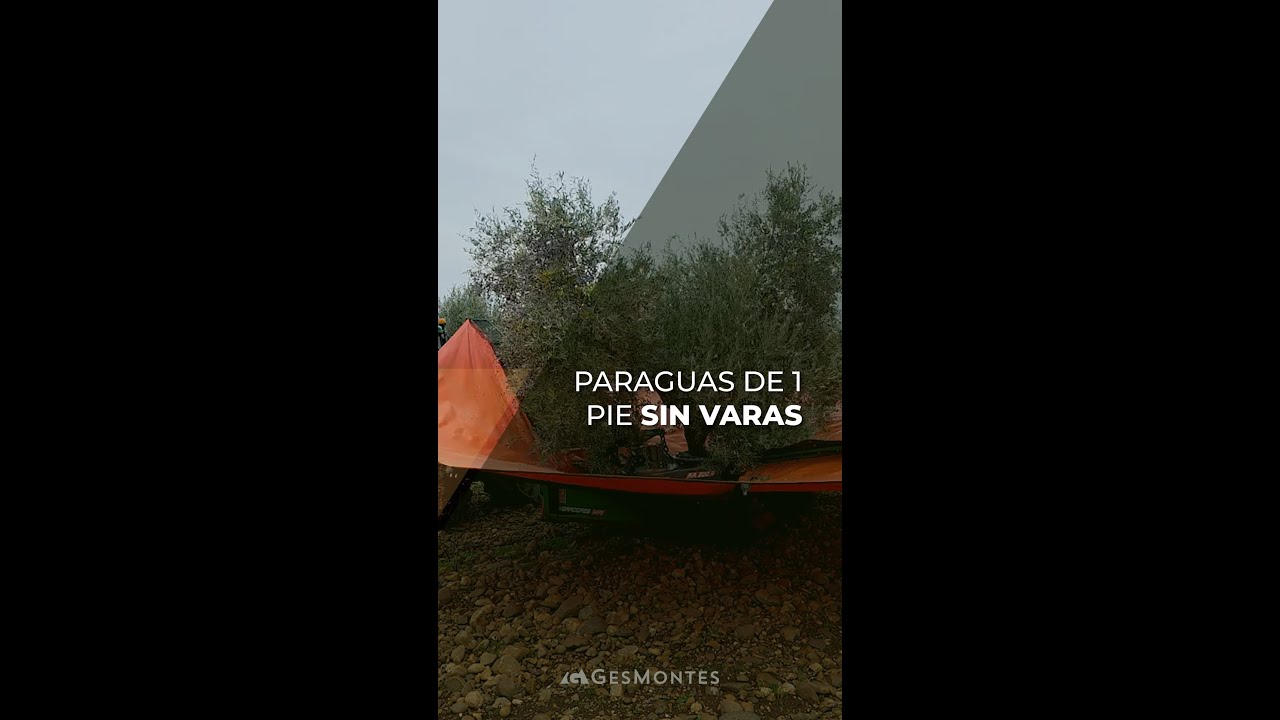 PARAGUAS DE 1 PIE SIN VARAS - OLIVAR