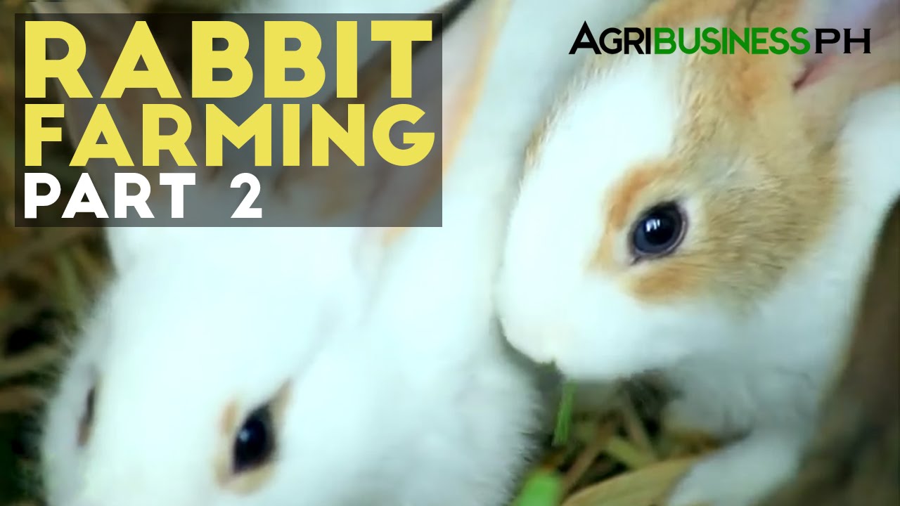 Rabbit Farming Part 2 : How to Manage a Rabbit Farm | Agribusiness Philippines