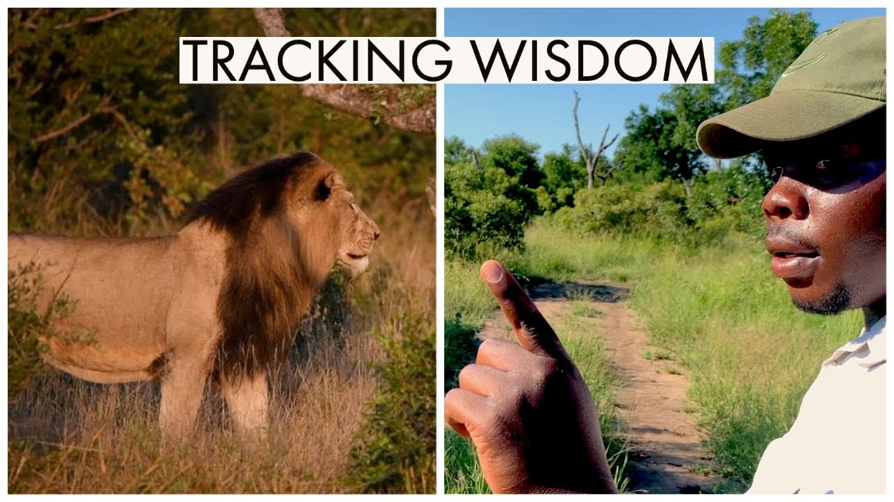 A Master Lion Tracker's Advice on Life | Tintswalo Safari Stories