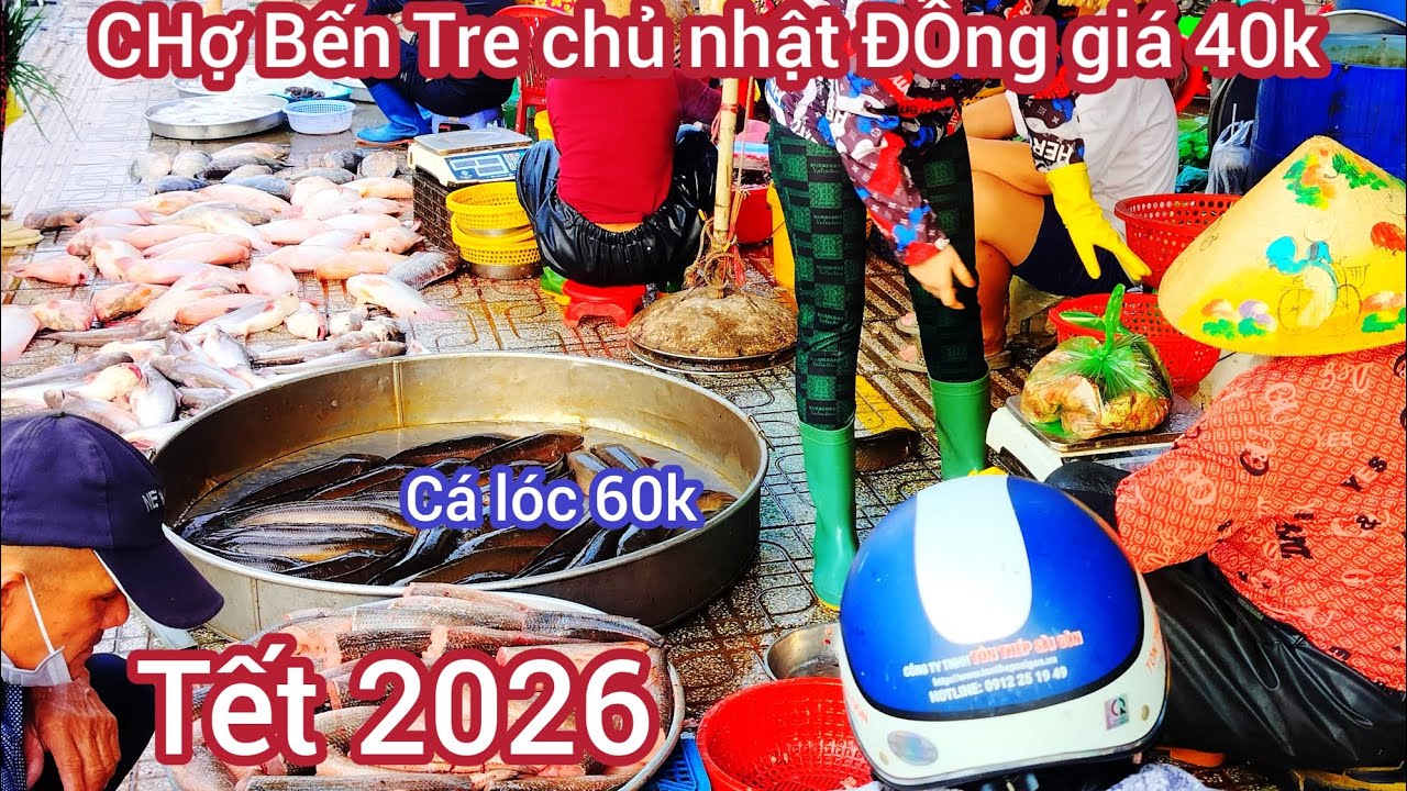 Cập nhật chơ cá Bến Tre sáng chủ nhật 14 tết diêu hồng rô phi đồng giá 40k cá lóc 60k..