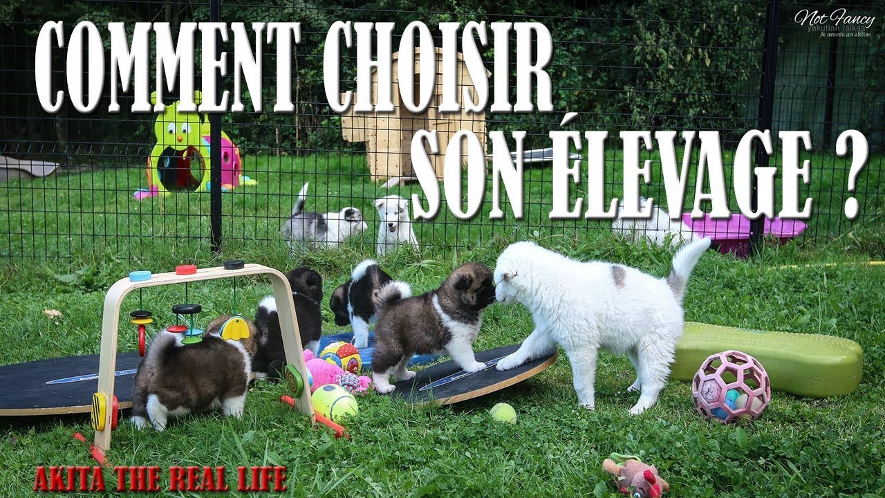 ACHETER UN AKITA : COMMENT CHOISIR SON ÉLEVAGE ?