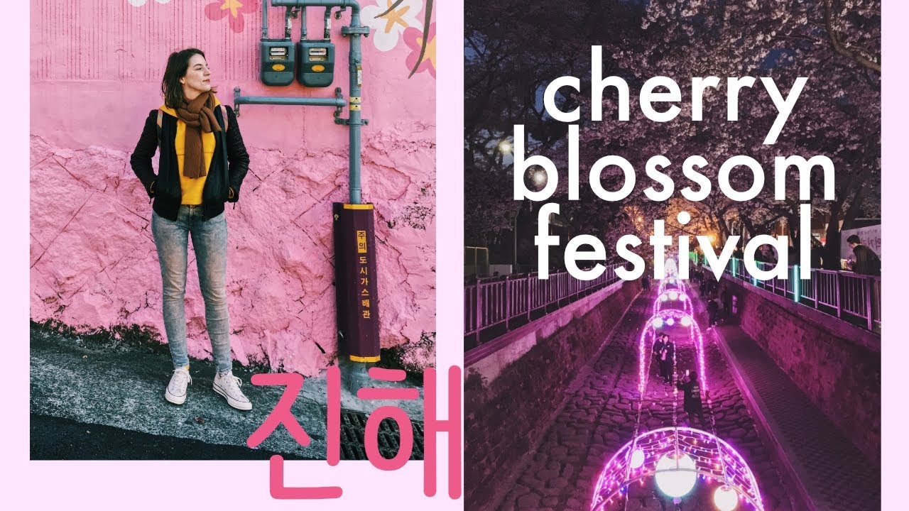 Prettiest Cherry Blossoms in Korea in Jinhae! 🌸 진해군항제 Korea Travel Vlog