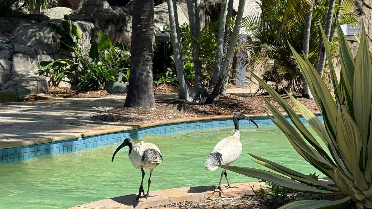 Outlet shopping followed by pool time at the JW Marriott Gold Coast - 2 day vlog!