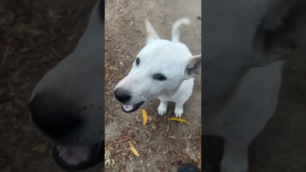 Dog love😍🐶Insaan ka Sabse Wafadar Dost ❤️🥰 #dog #dogloves #doglife #dogvideos #dogshorts #love