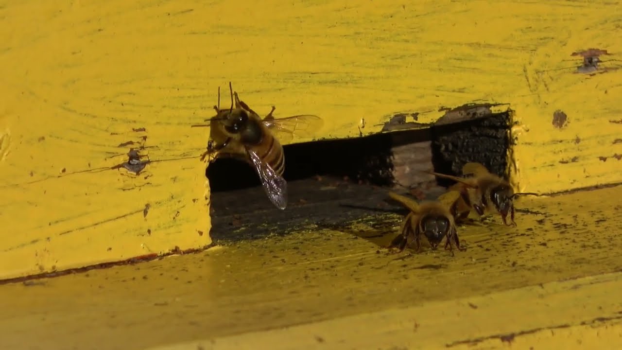 AX53 2020 November Bees and Birds life // Lapkritis