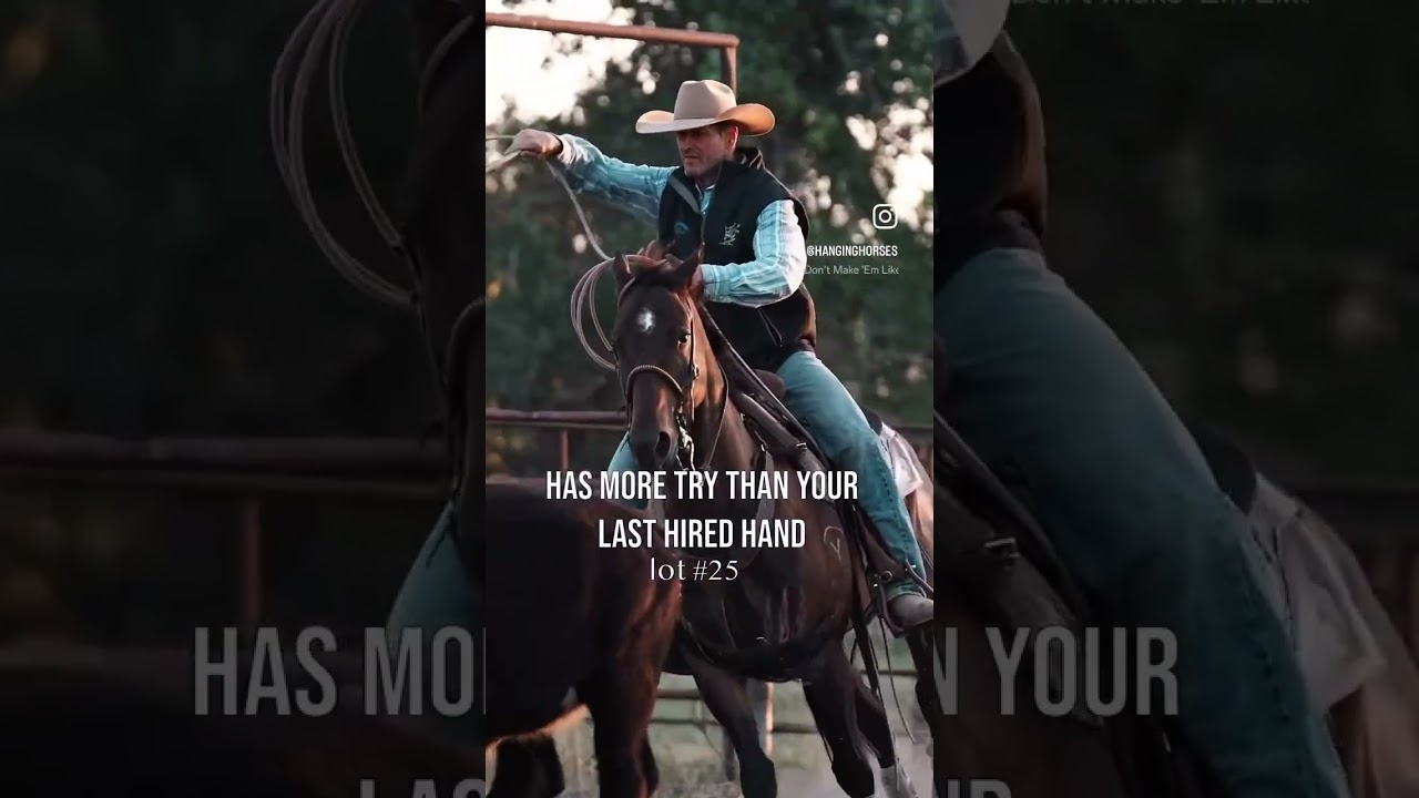 Super nice rope horse selling at North Country Sales #aqha
