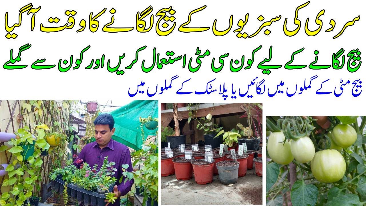 Time to plant winter vegetable seeds | Which soil to use and which pots to plant seeds