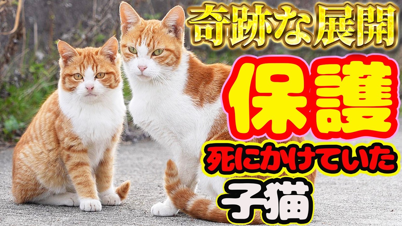 【子猫 保護】白血病で余命一週間と宣告された子猫が起こしたとんでもない奇跡とは？ボランティアさんの壮絶看護 茶々丸 経過報告