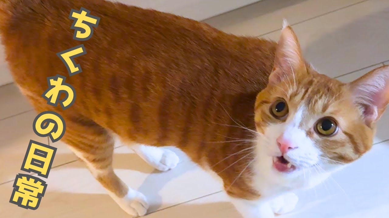 甘えん坊猫の穏やかな日常｜ママとパパに平等に甘えるちくわ