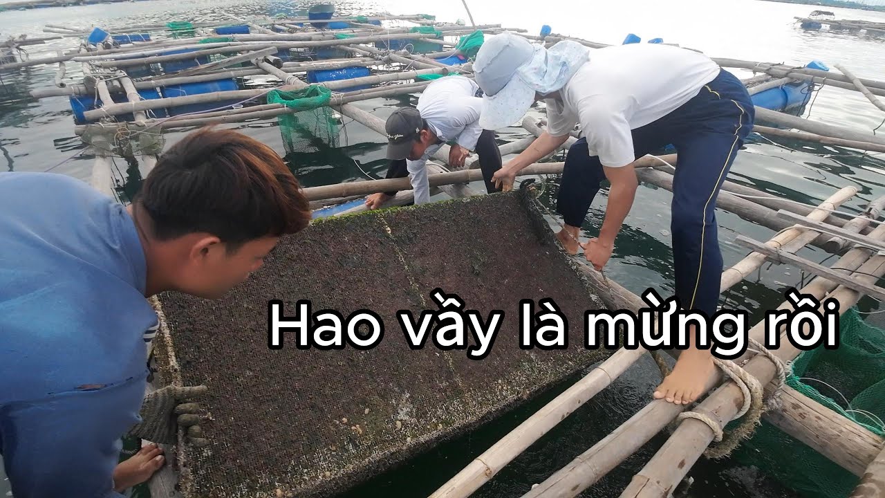 [86] Mới Tròn 1 Tháng Mà Tôm Lớn Như Vầy
