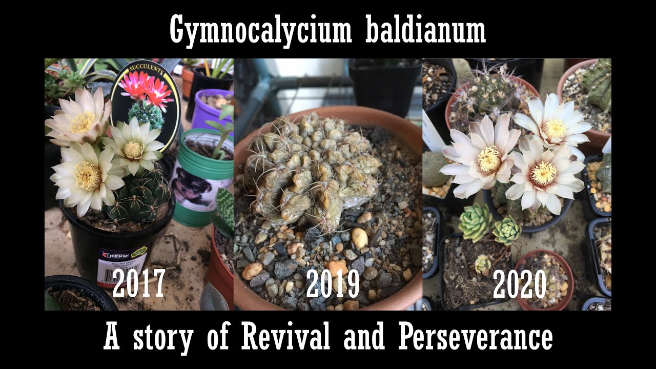 Succulent Spotlight Episode 0: Gymnocalycium baldianum, a story of revival and perseverance