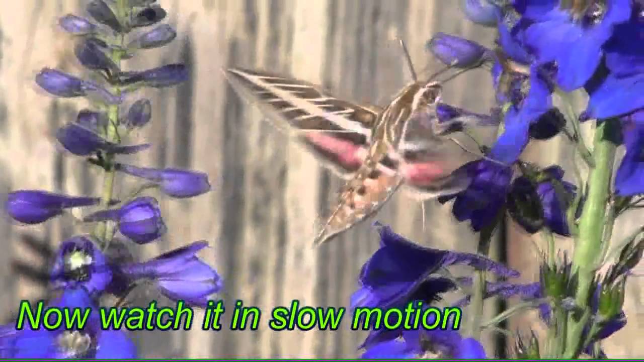 White-lined Sphinx Moth a.k.a. Hummingbird Moth