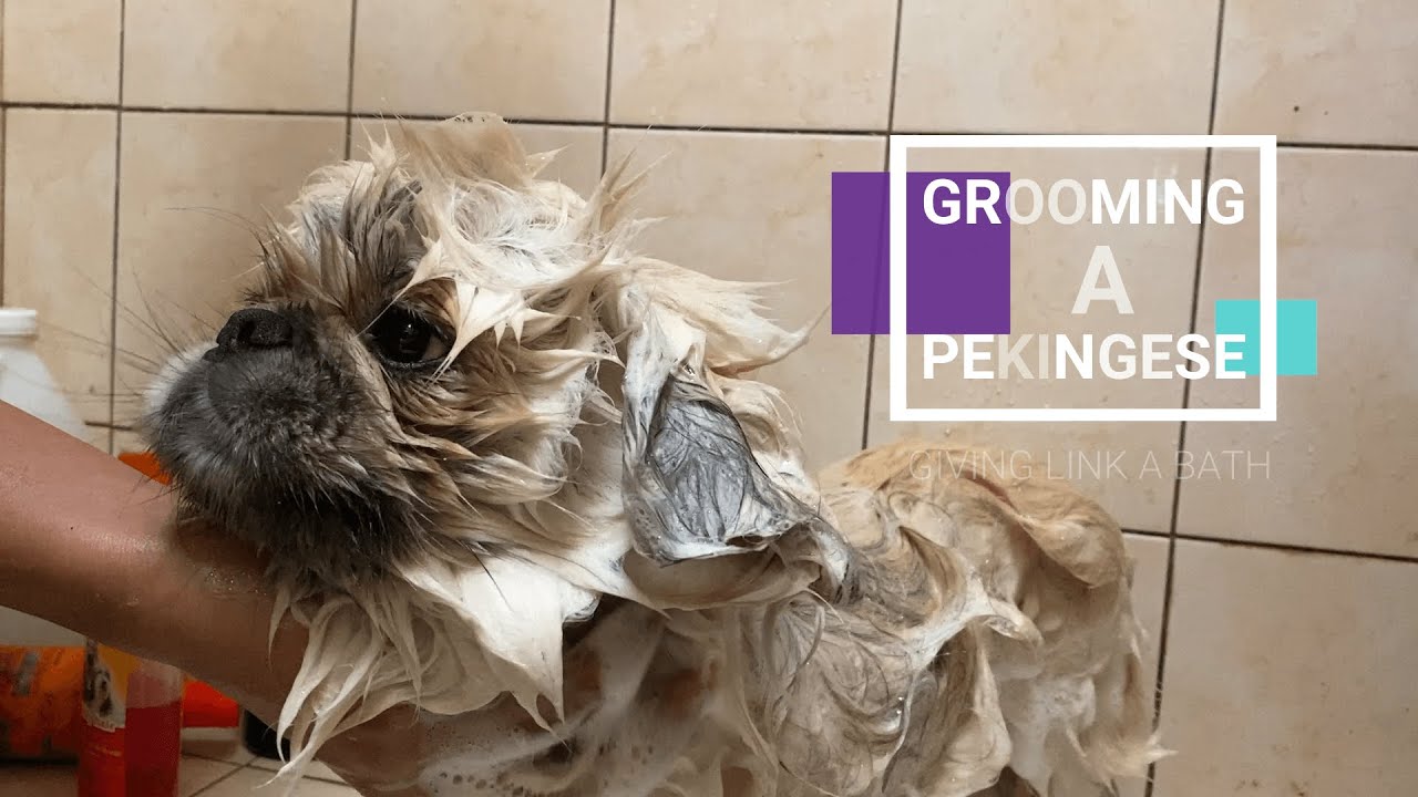 Grooming a Pekingese | Link's Weekly Bath Routine