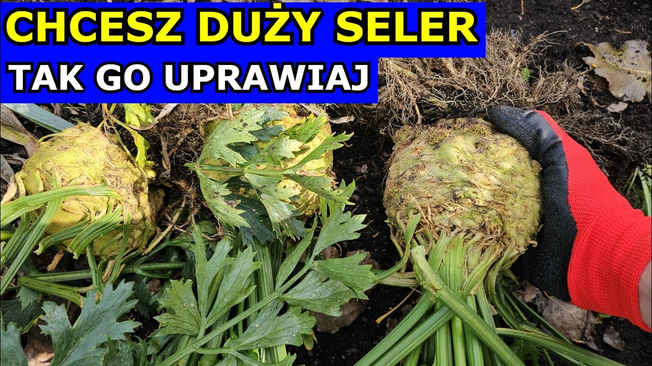 Chcesz mieć DUŻY SELER Korzeniowy - tak Siej, Sadź, Pielęgnuj. Jak Uprawiać Seler W PRAKTYCE Uprawa.