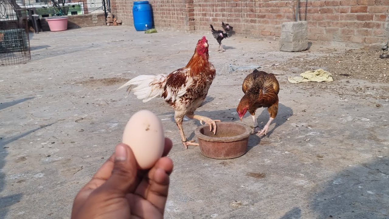 Finally Kale Noke Wali Ne Bhi Egg Dene Start Kr Diye 🤩 #aseel #youtube #vlog 