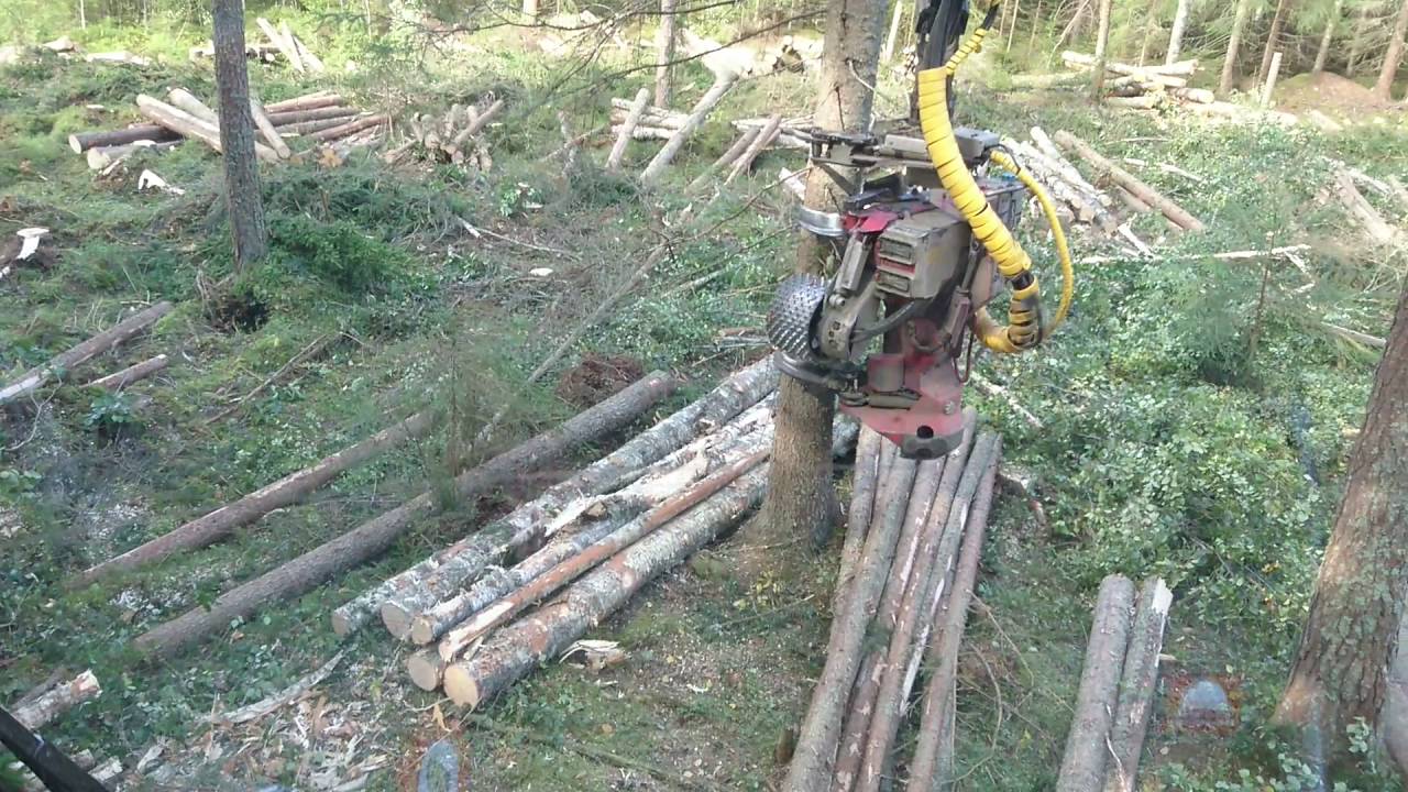 Eco log 560D final felling spruce.